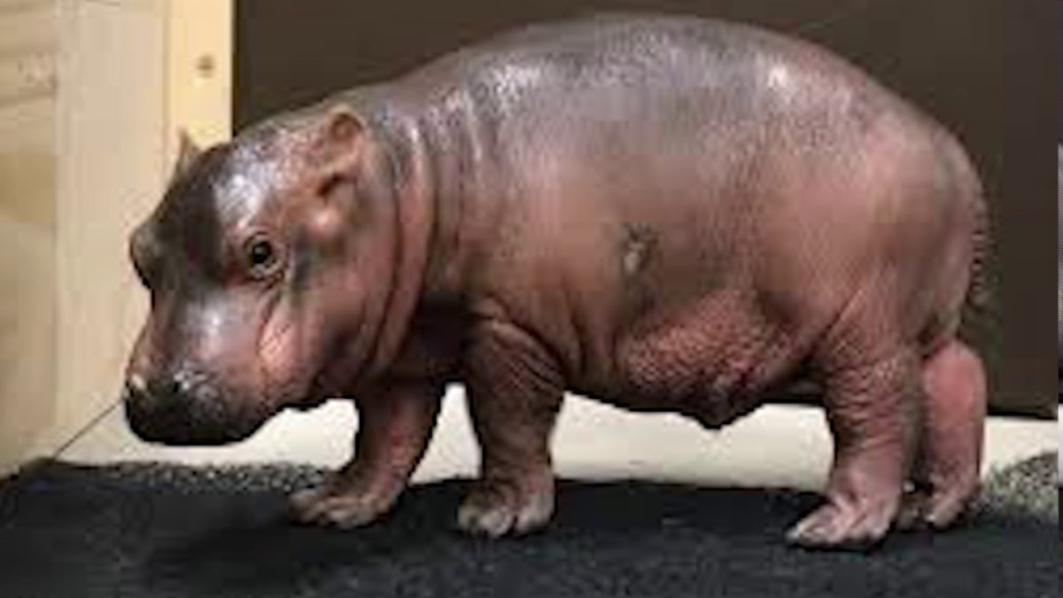 Бегемотик простой милый