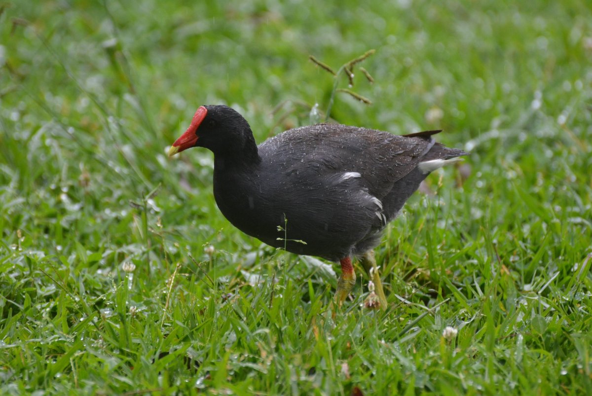 Черная утка с красным клювом