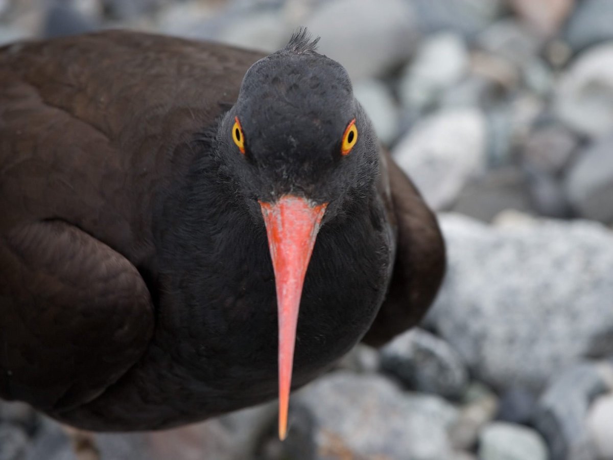 Кулик черный птица