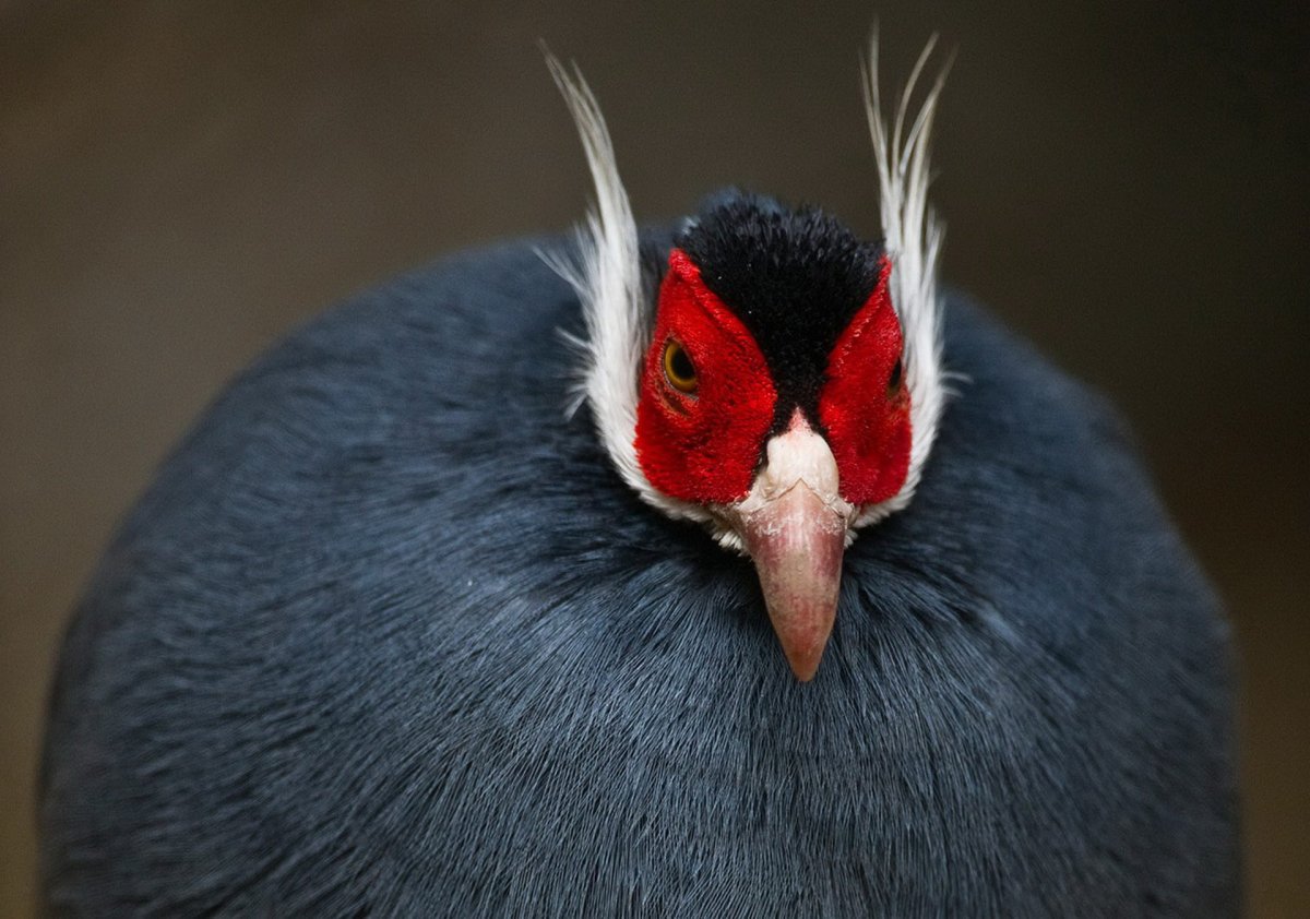 Голубой Ушастый фазан