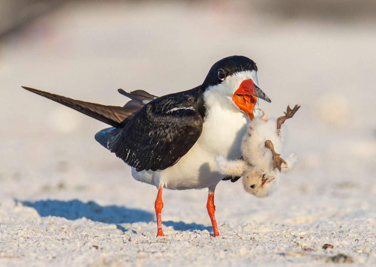 Водорез Водорез