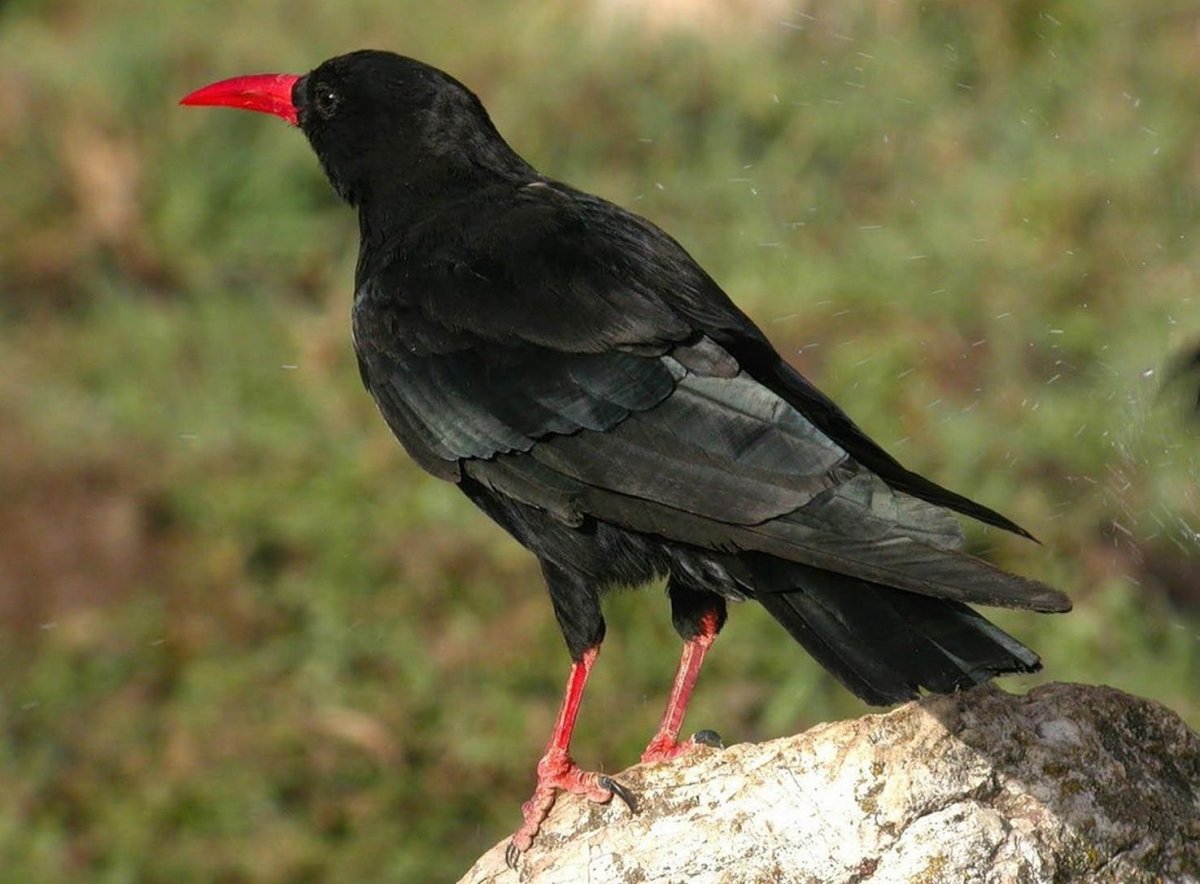 Птицы Камчатки с красным клювом