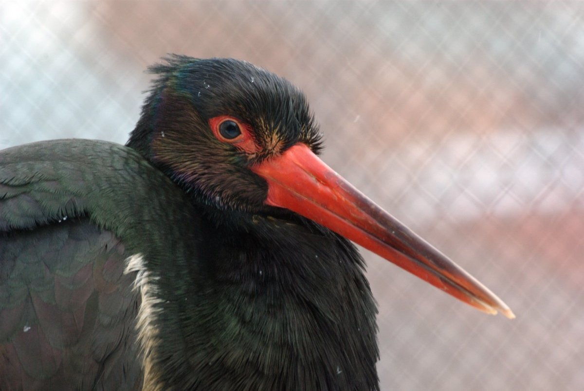 Красная птица с длинным клювом