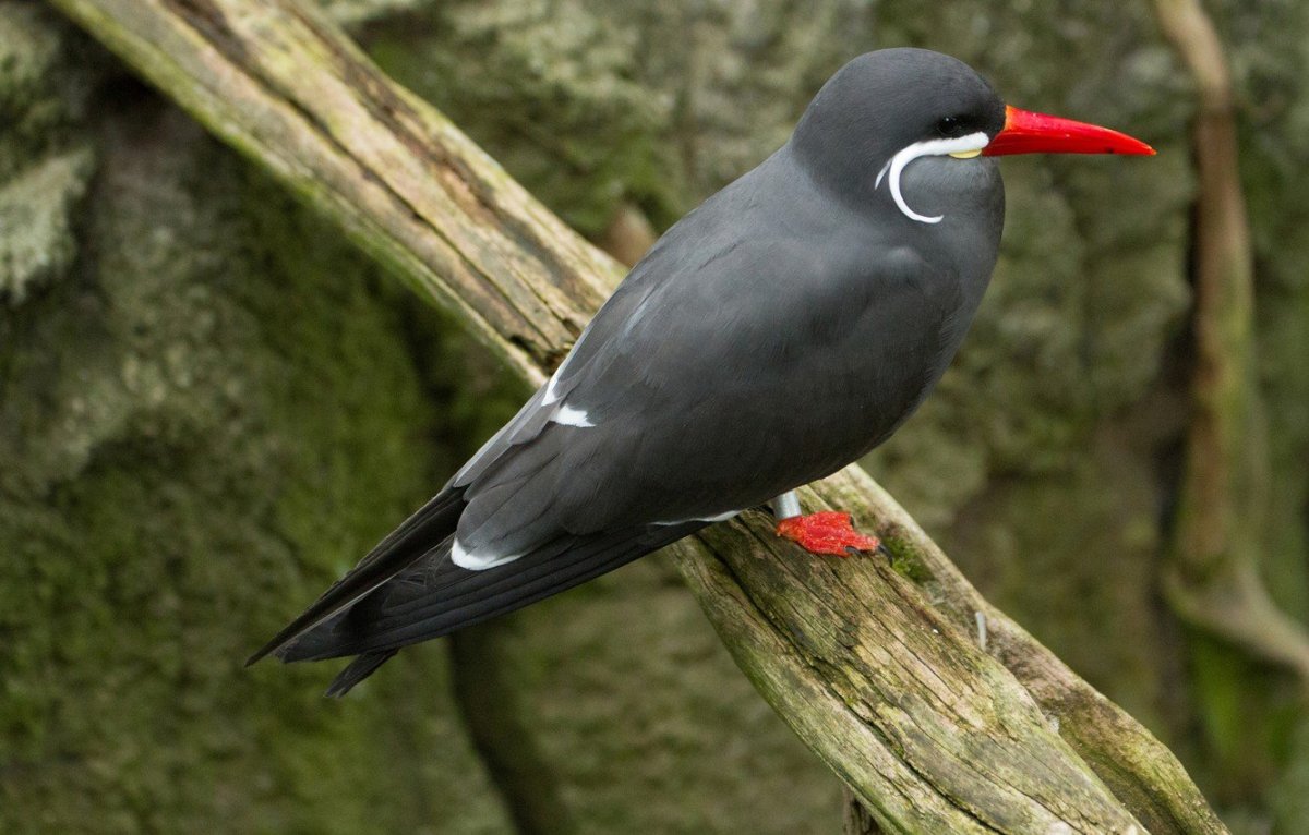 Птица с красным клювом