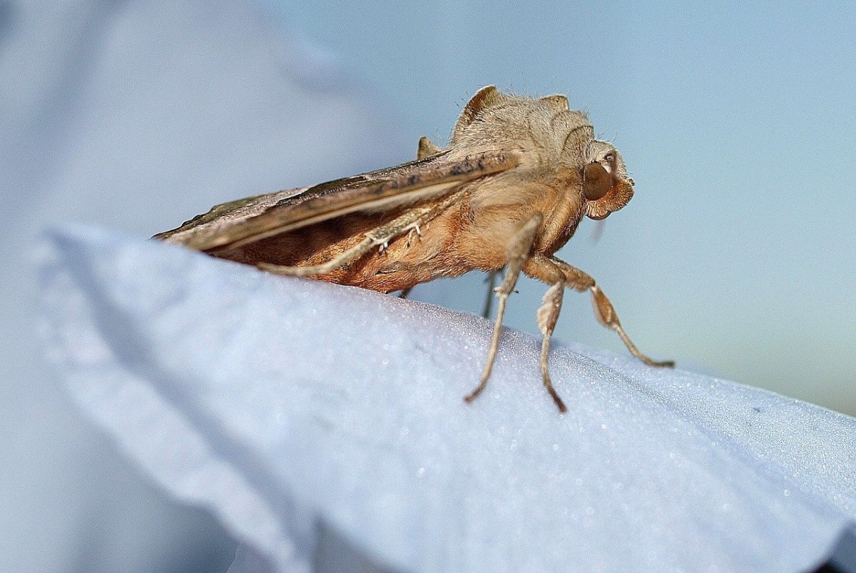 Моль насекомое