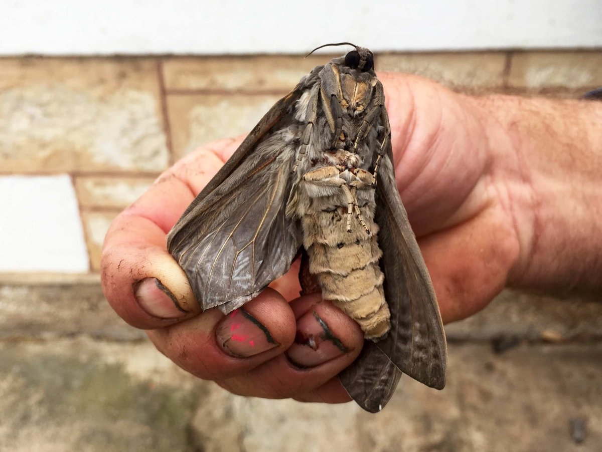 Giant Moth бабочка