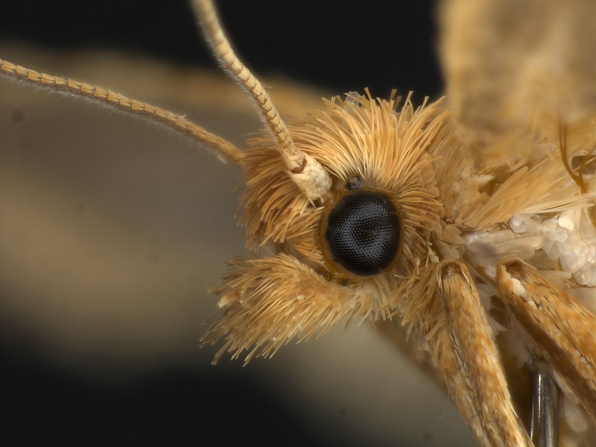 Мотылек ястреб