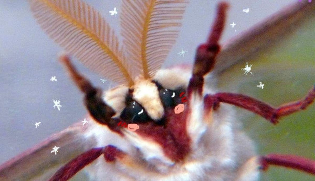 Австралийская моль гигант