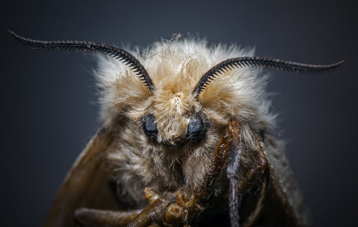 Жук шелкопряд фото