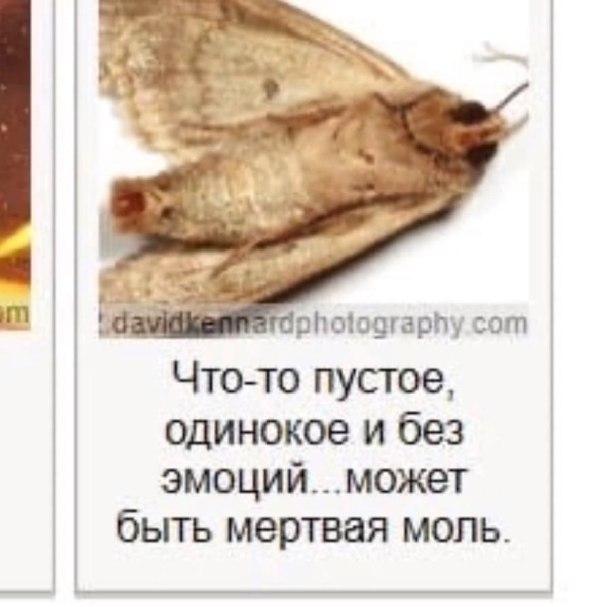 Страшный мотылек