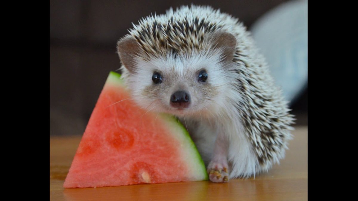 Милые животные