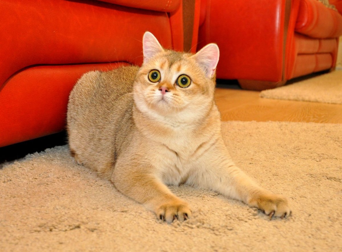 Золотая шиншилла ny25