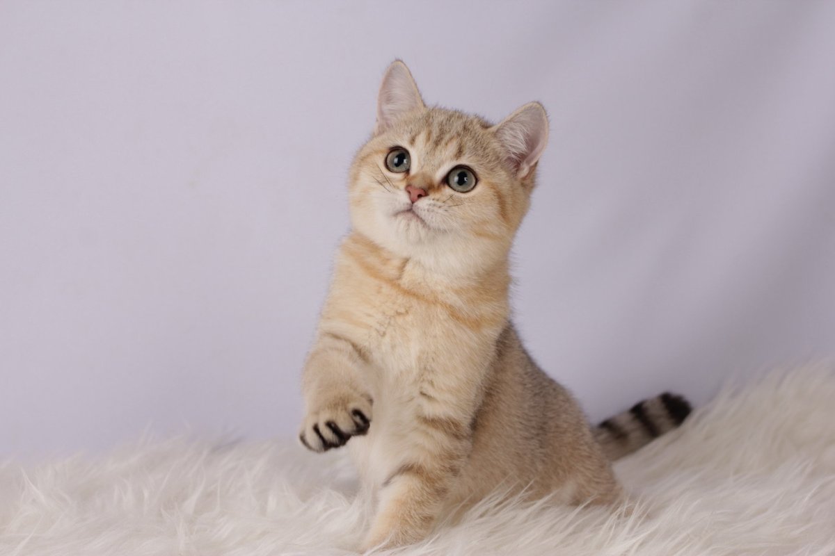 Шотландская прямоухая Золотая шиншилла