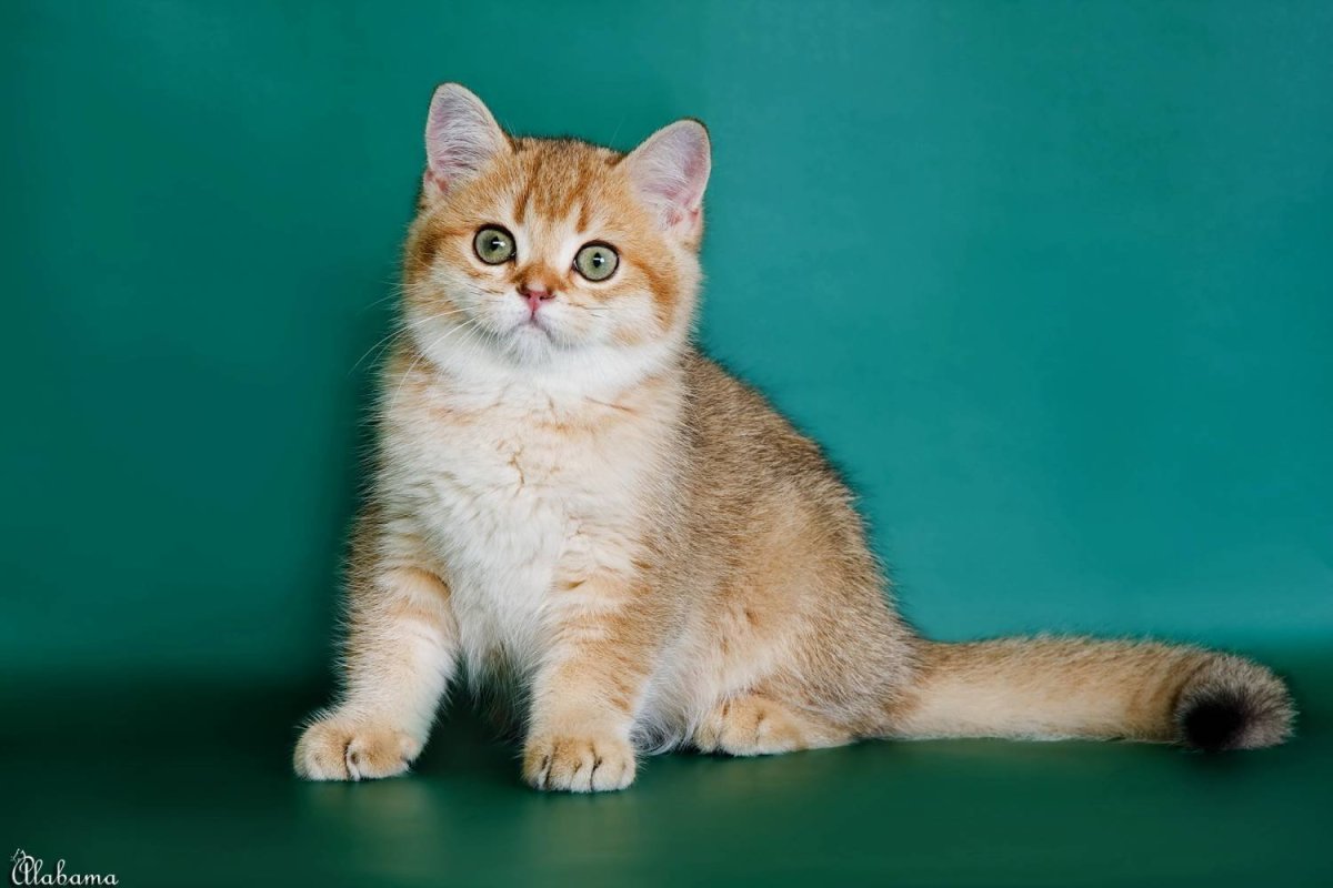 Котёнок скотиш страйт Золотая шиншила