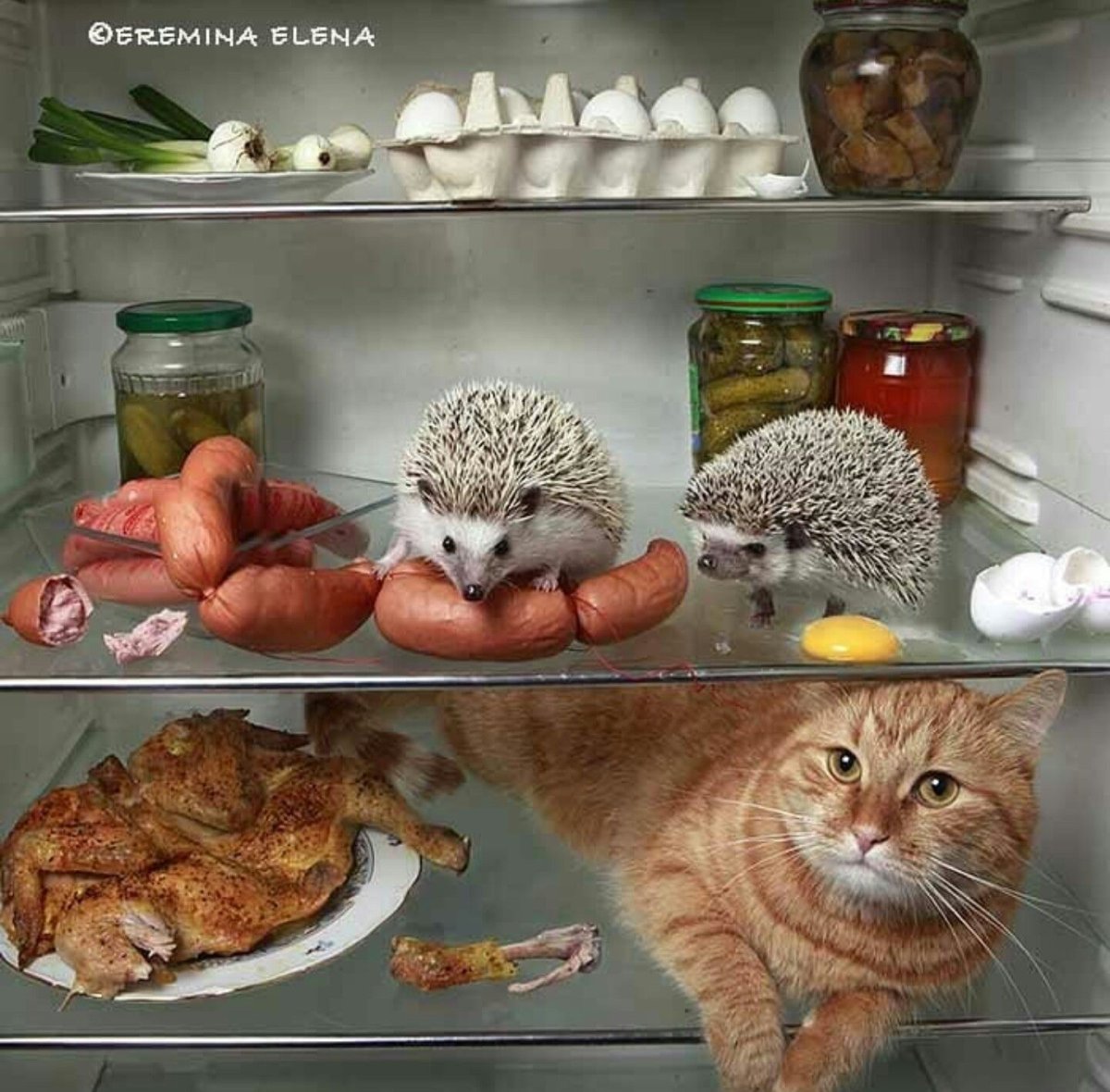 Кот и Ежик Елены Ереминой