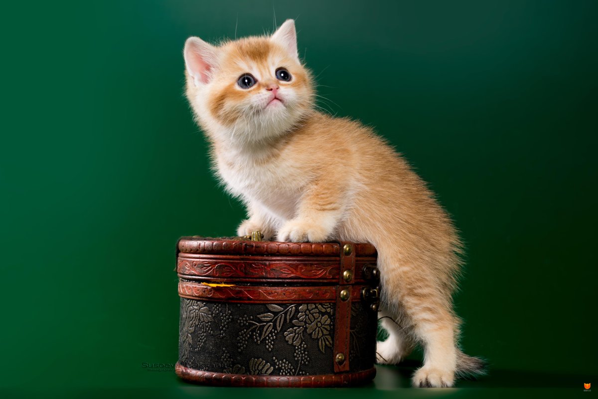 Британская шиншилла Хосико