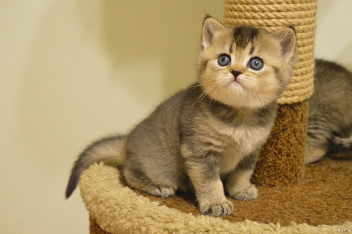 Шотландский страйт золотой тикированный