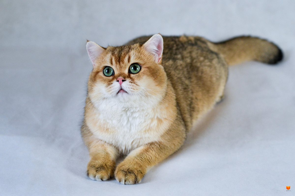 Скоттиш страйт Золотая шиншилла