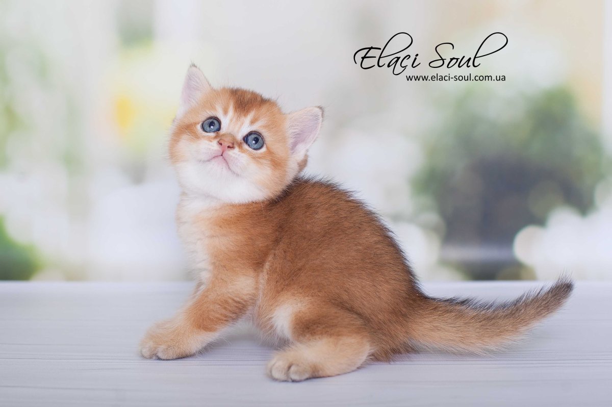 Шотландская кошка прямоухая Золотая шиншилла