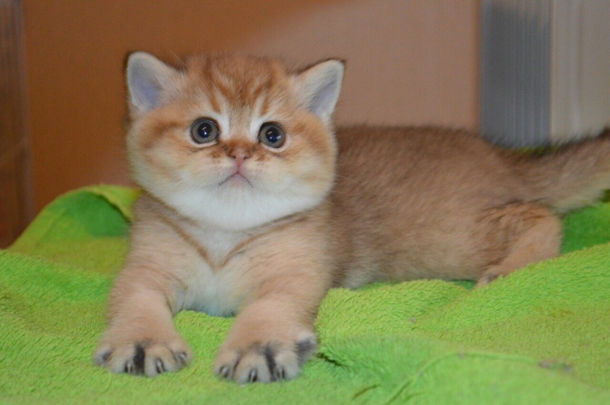 Золотая тикированная шиншилла