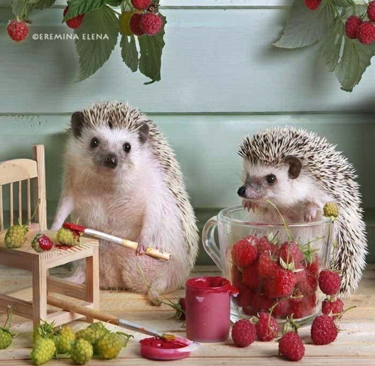 Ежики на кухне