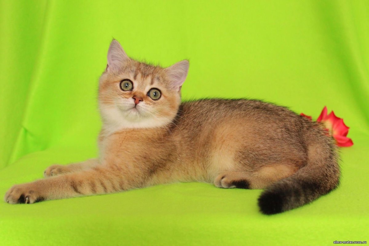 Шотландская прямоухая Золотая шиншилла