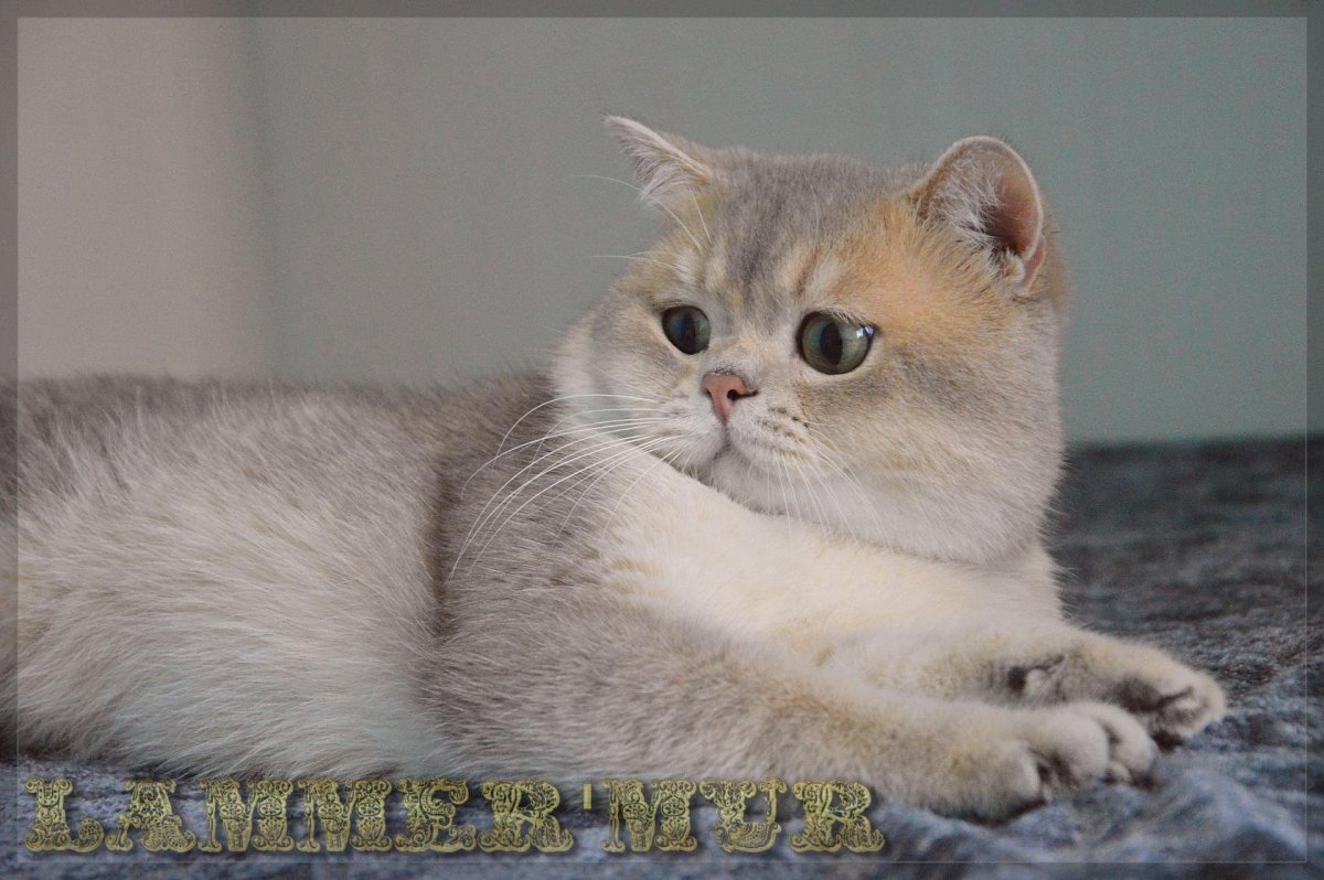 Золотистый тикированный скоттиш страйт