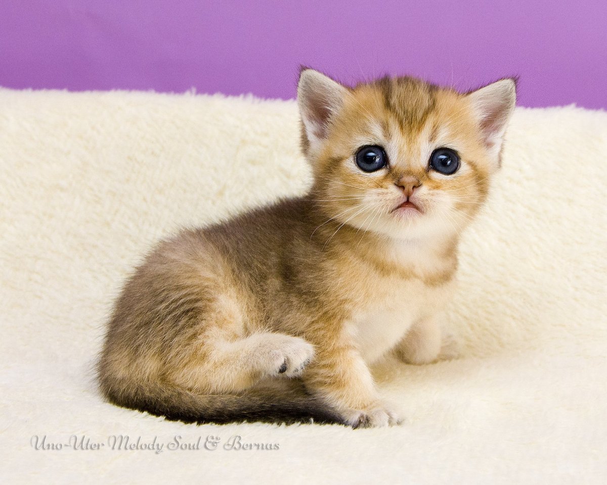 Шотландский страйт Золотая шиншилла