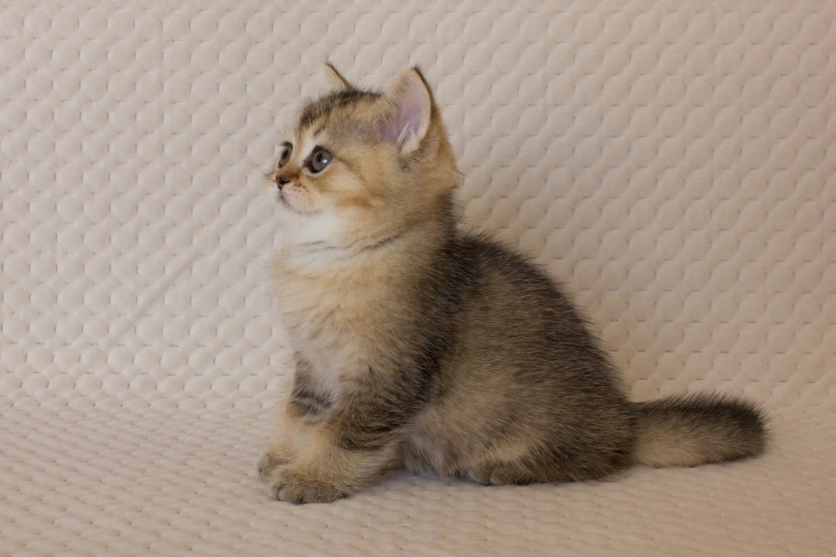 Шотландская короткошерстная Золотая шиншилла