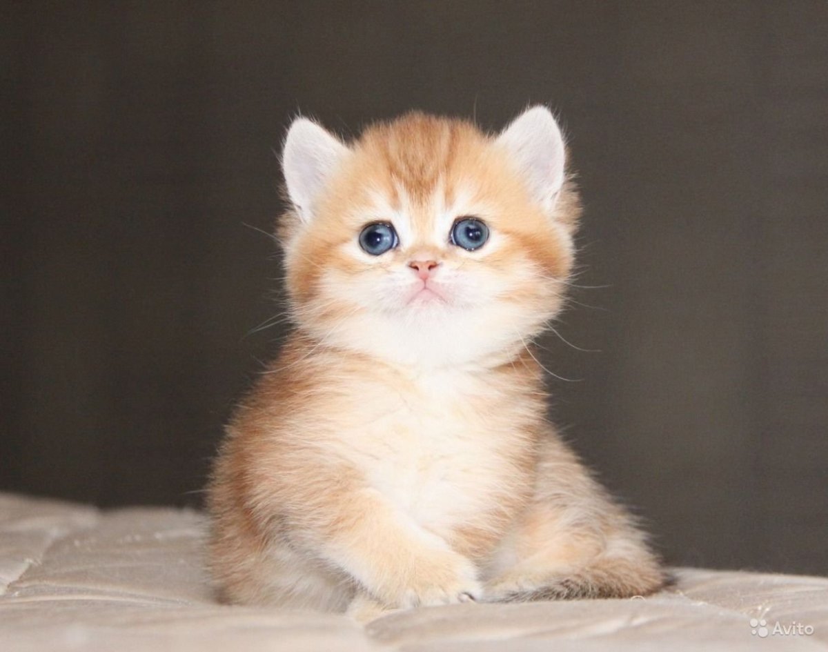 Британская шиншилла Бруно