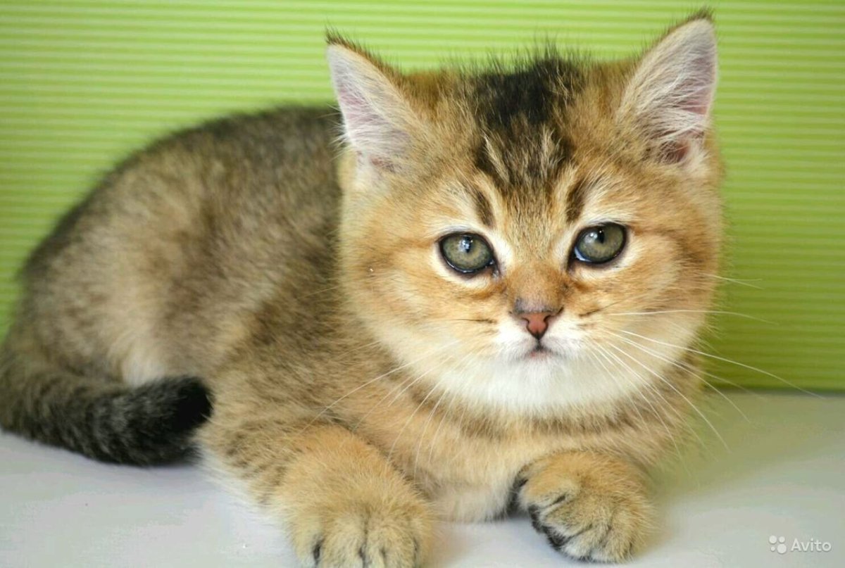 Шотландская Золотая шиншилла