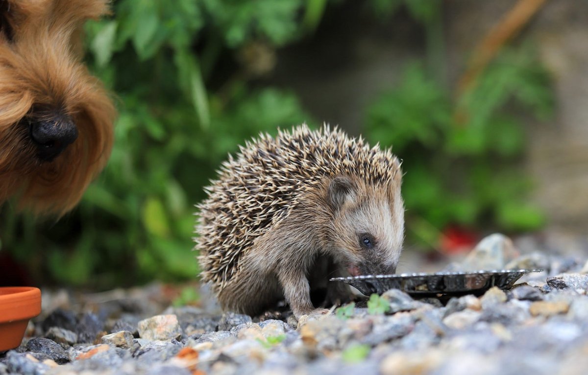 Ежик на рабочий стол
