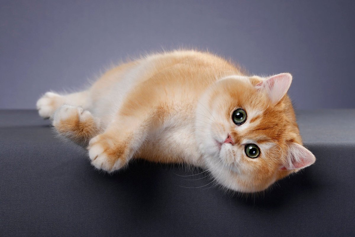 Шотландская Золотая шиншилла