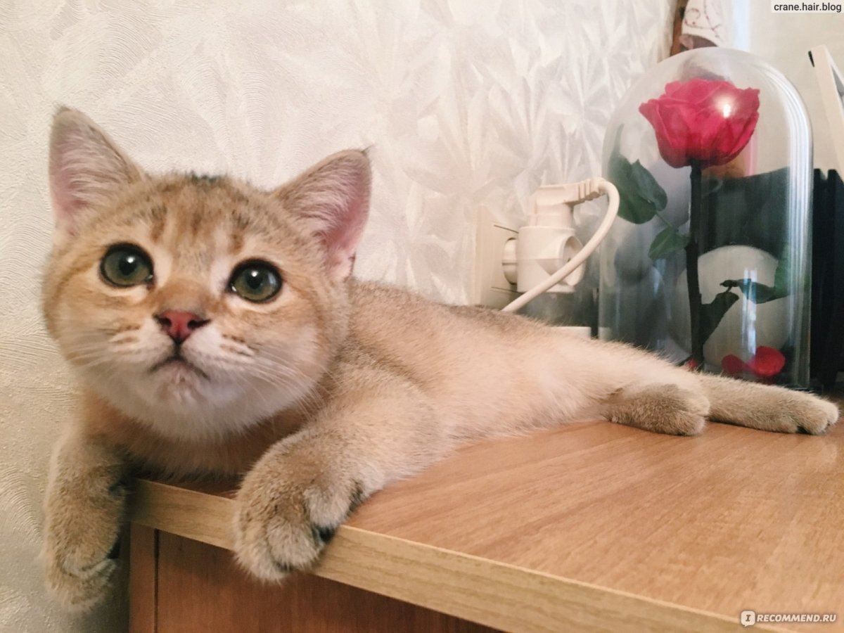 Британская шиншилла ny1133