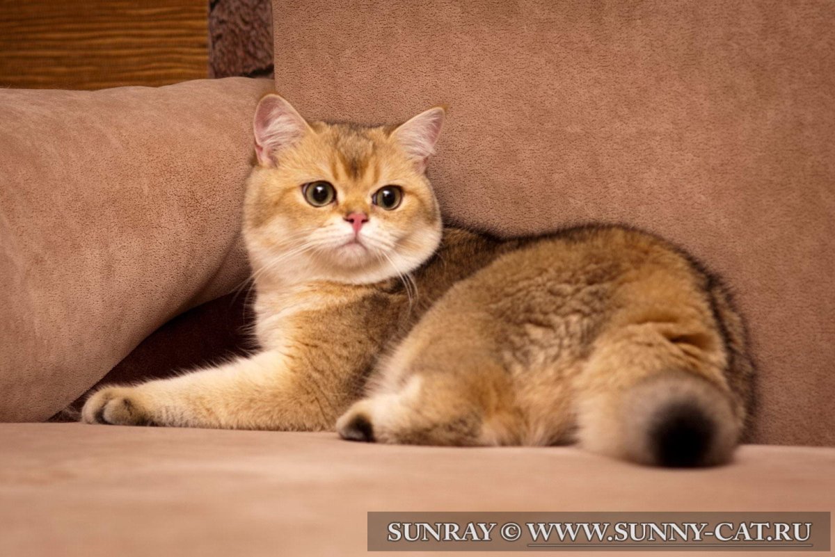 Шотландская прямоухая Золотая шиншилла