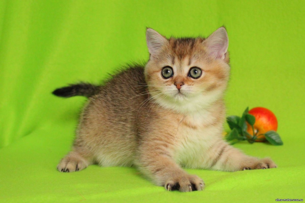 Шотландский страйт Золотая шиншилла