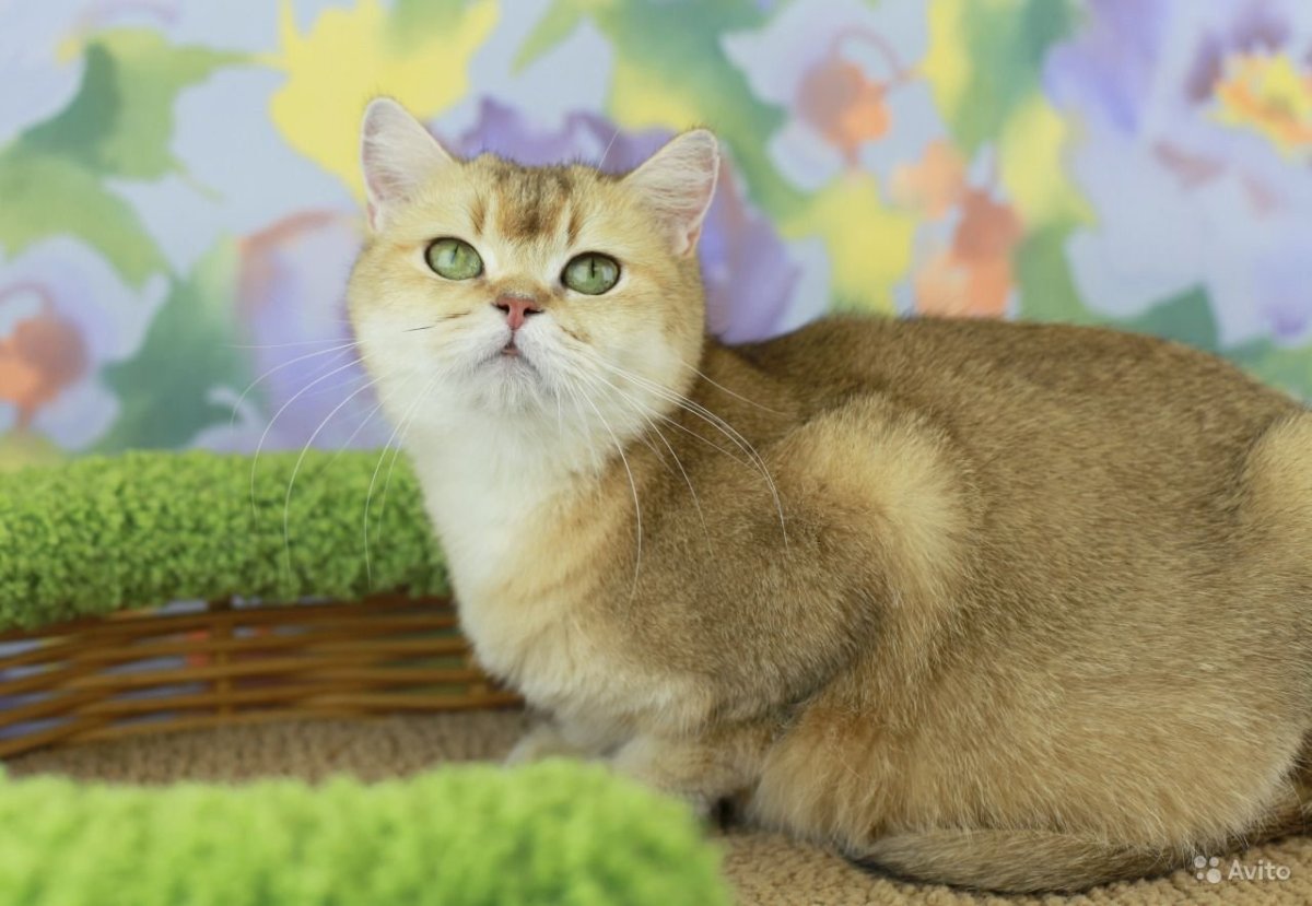 Шотландская кошка прямоухая Золотая шиншилла