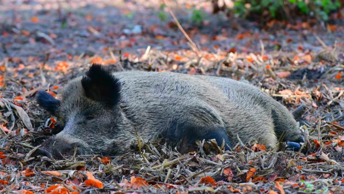 Гайно гнездо Кабанов