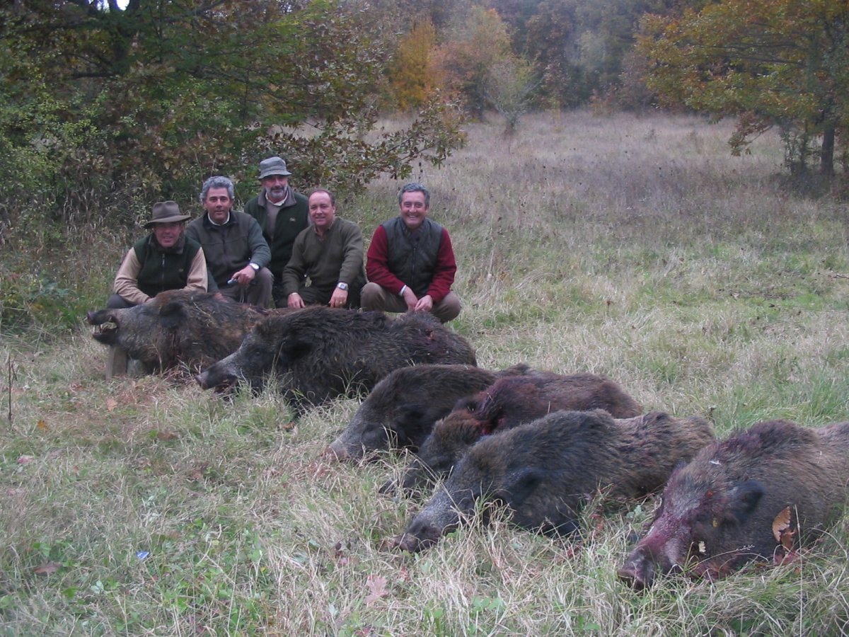 Самый большой дикий кабан секач