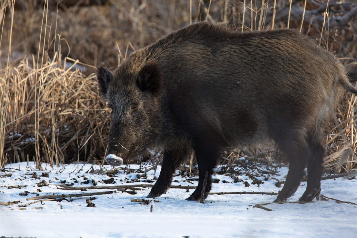 Дикие кабанчики полосатые персонаж