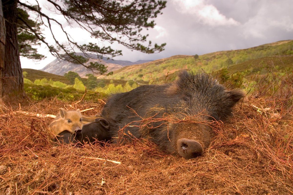 Кабанята полосатые
