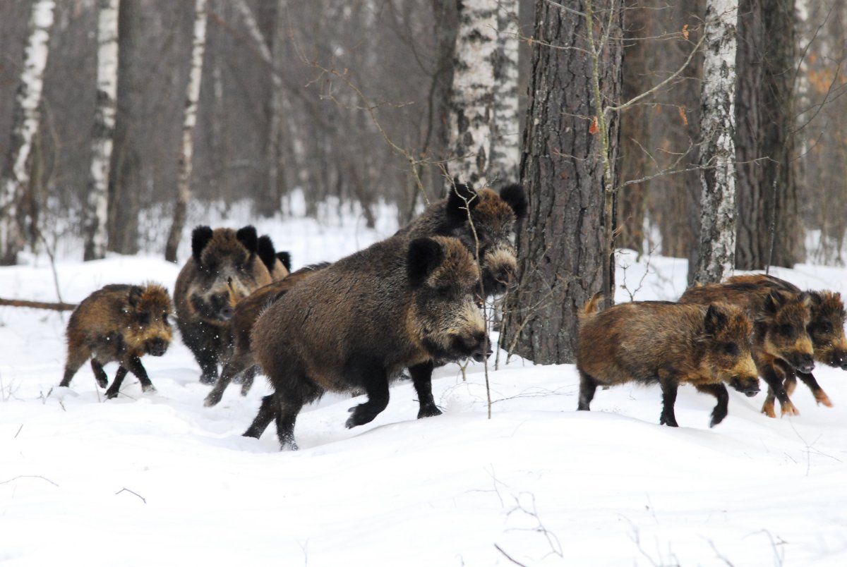 Охотничьи ловушки и самоловы на кабана