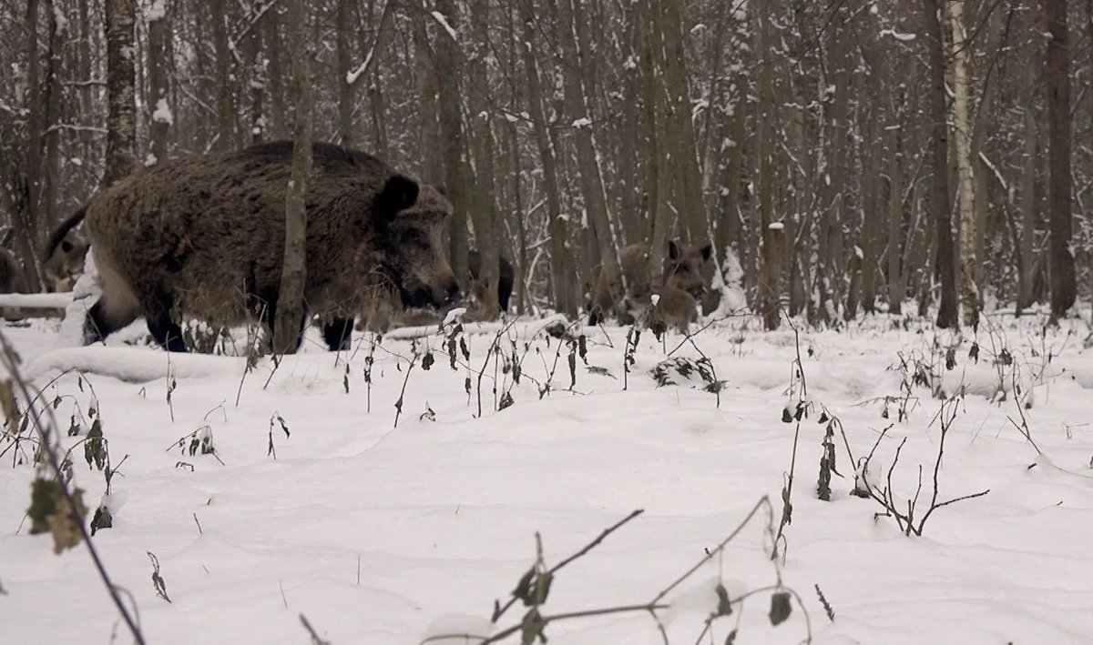 Кабаны в лесах Ленобласти