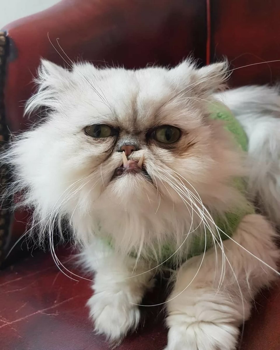 Кот Персидская шиншилла Вилфред