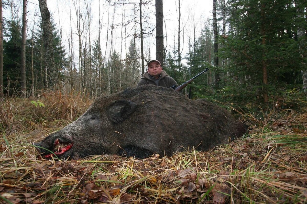 Нора зайца заячья Нора