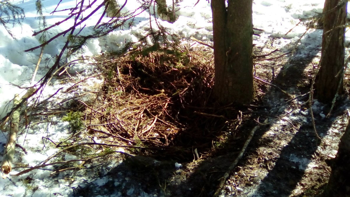 Кабаны в Крыму