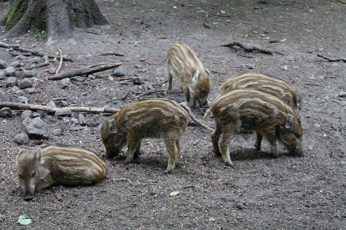 Кабан секач самка