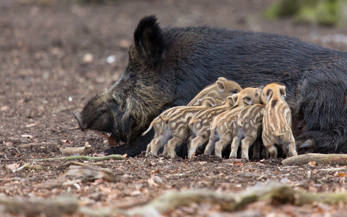 Кабан с кабанятами