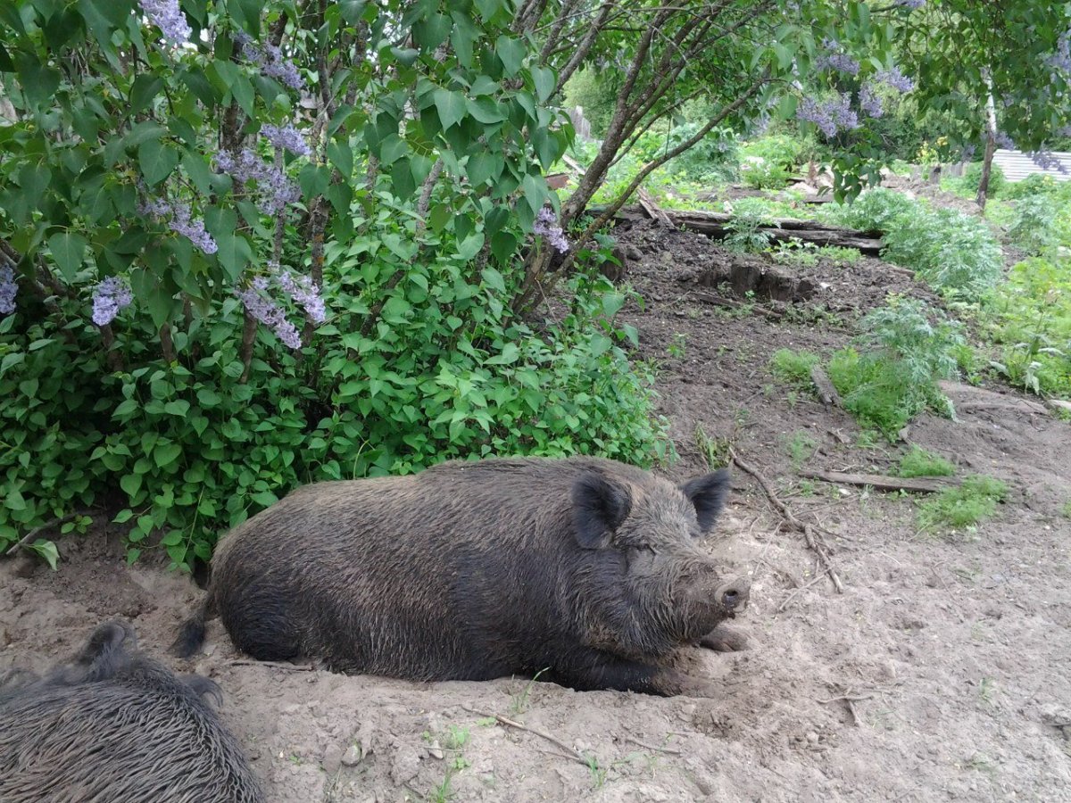 Мать кабана