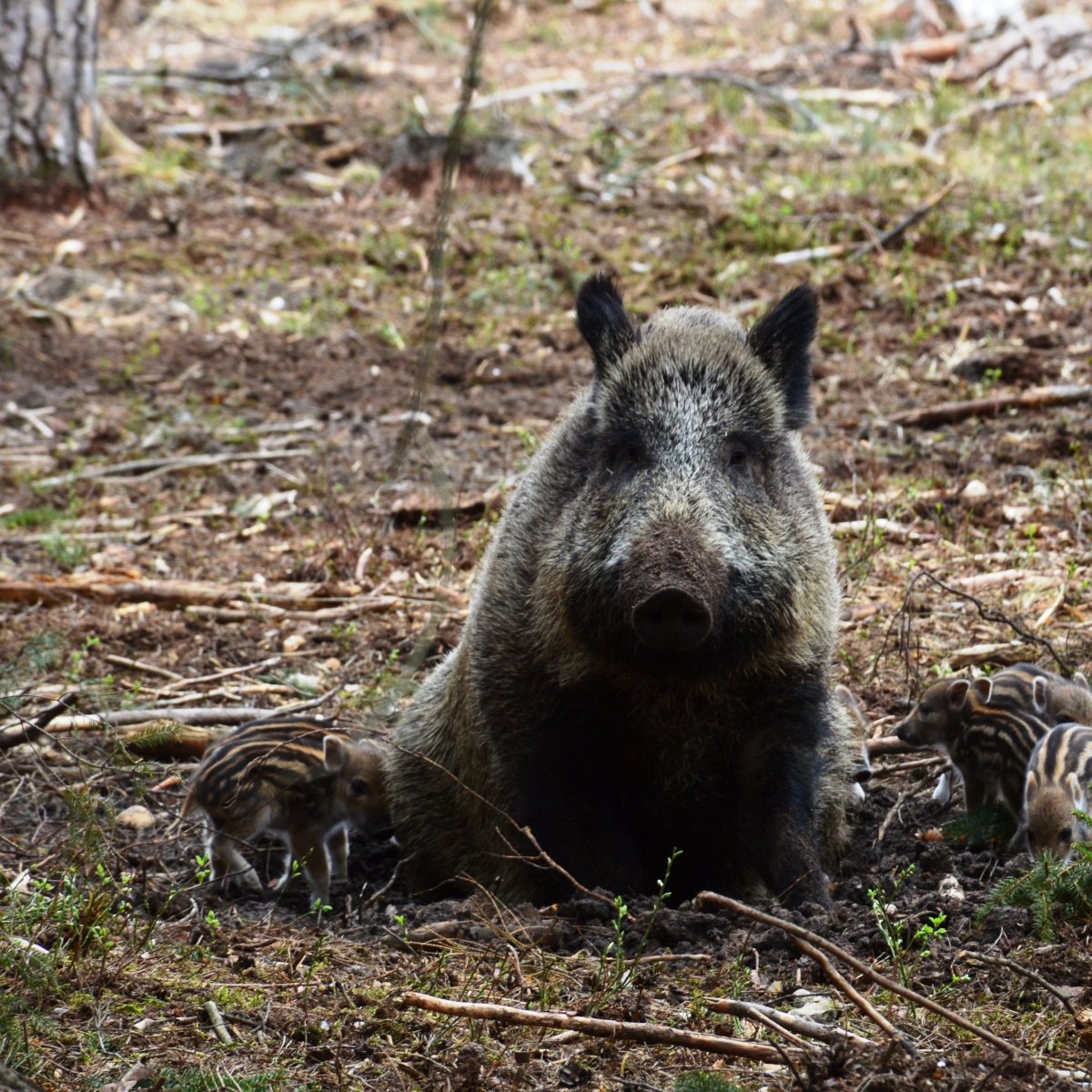 Тропа кабана